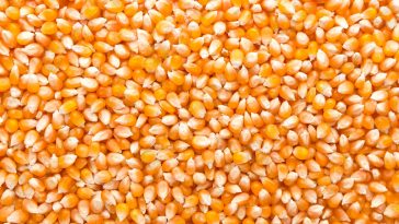 Les céréales - le soja et le maïs subissent des pertes hebdomadaires en raison de l'amélioration des perspectives météorologiques en Amérique latine - Burzovnisvet.cz - Stocks, Exchange, FX, Commodities, IPO, Bonds