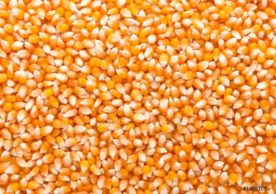 Les céréales - le soja et le maïs subissent des pertes hebdomadaires en raison de l'amélioration des perspectives météorologiques en Amérique latine - Burzovnisvet.cz - Stocks, Exchange, FX, Commodities, IPO, Bonds