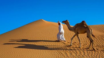 Hôtel de luxe pour chameaux en Arabie saoudite - Burzovnisvet.cz - Actions, bourse, forex, matières premières, IPO, obligations