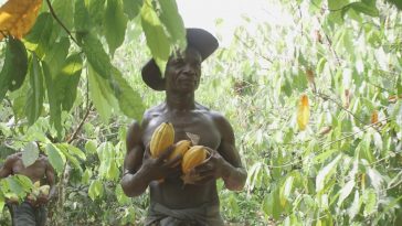 Le régulateur du cacao de Côte d'Ivoire voit sa production chuter - Burzovnisvet.cz - Actions, Bourse, FX, Matières premières, IPO, Obligations