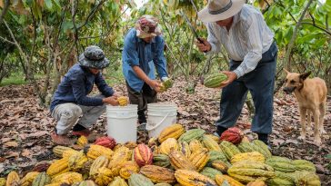 Des pluies douces en Côte d'Ivoire devraient stimuler la production de cacao à mi-récolte, selon les agriculteurs - Burzovnisvet.cz - Actions, Bourse, FX, Matières premières, IPO, Obligations